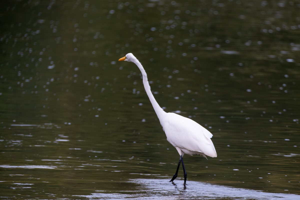 Great Egret - ML642313735