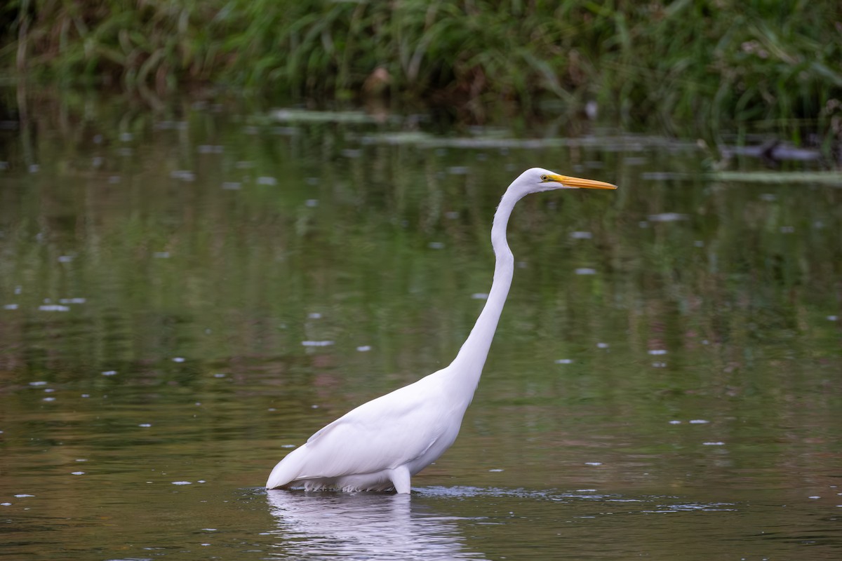 Great Egret - ML642313736