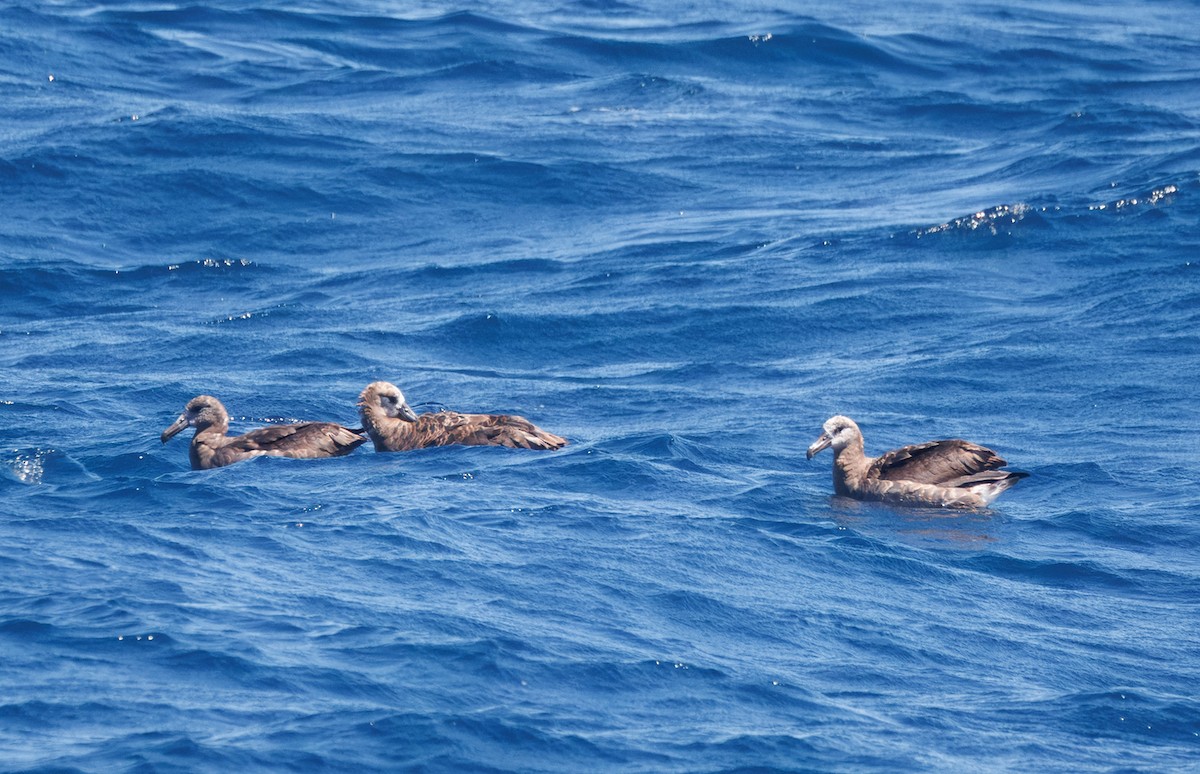 Black-footed Albatross - ML642313761