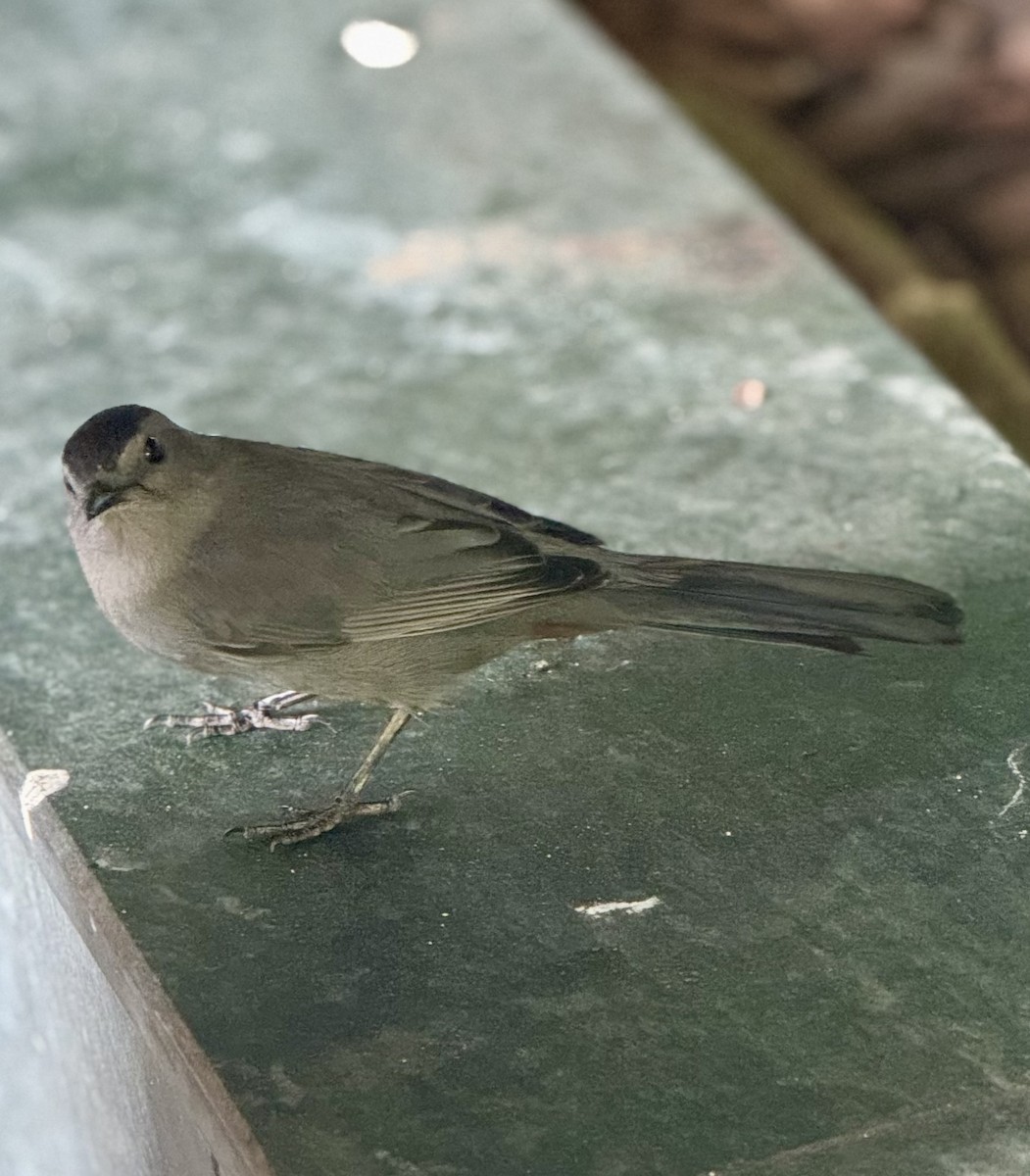Gray Catbird - ML642313790