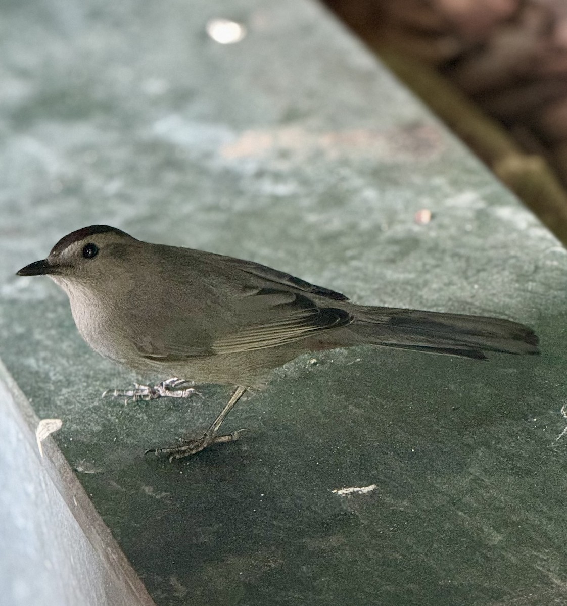 Gray Catbird - ML642313791