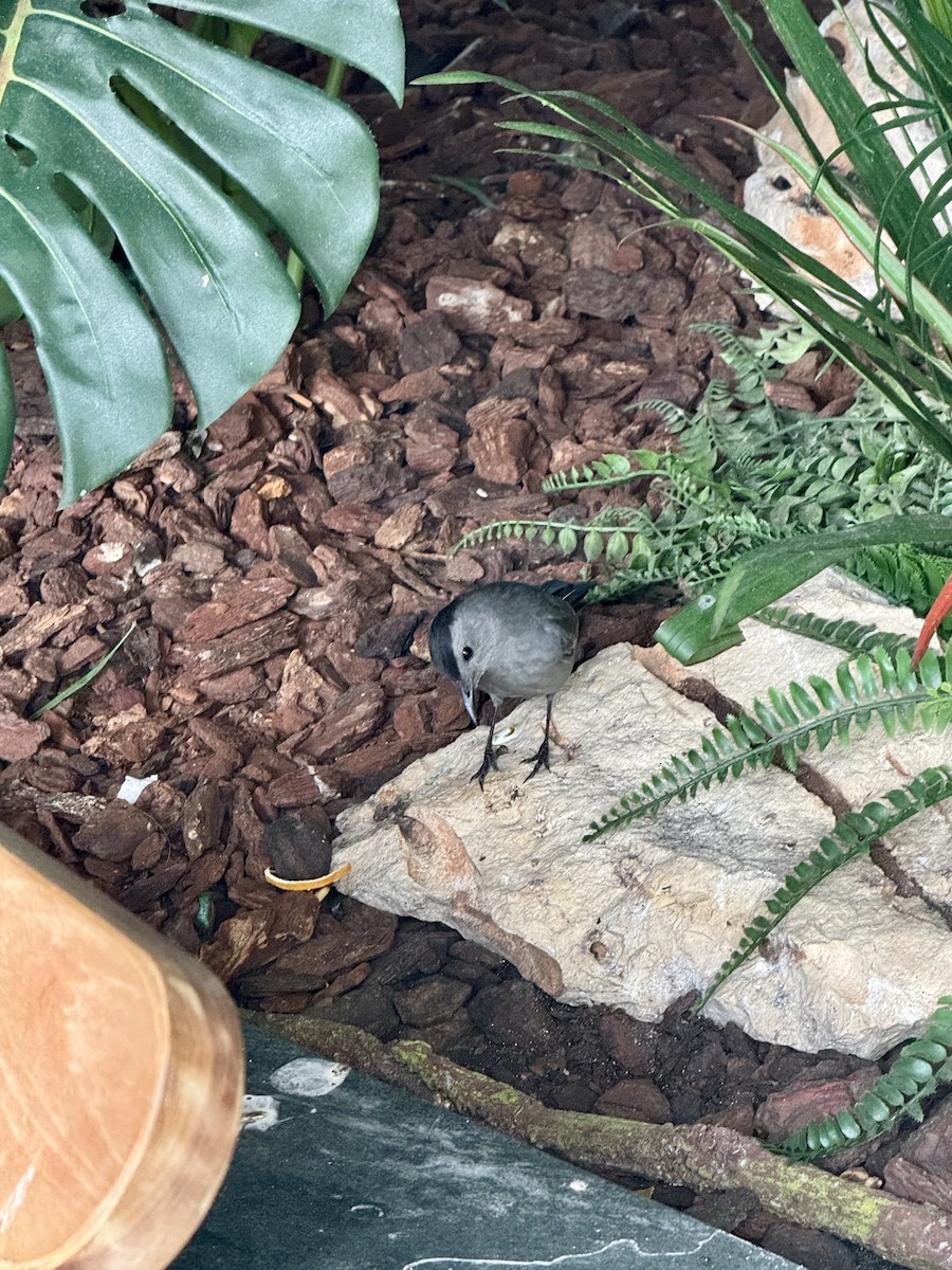 Gray Catbird - ML642313792