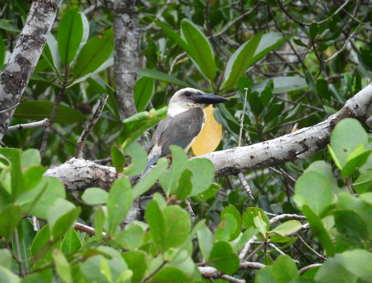 Great-billed Kingfisher - ML642313804