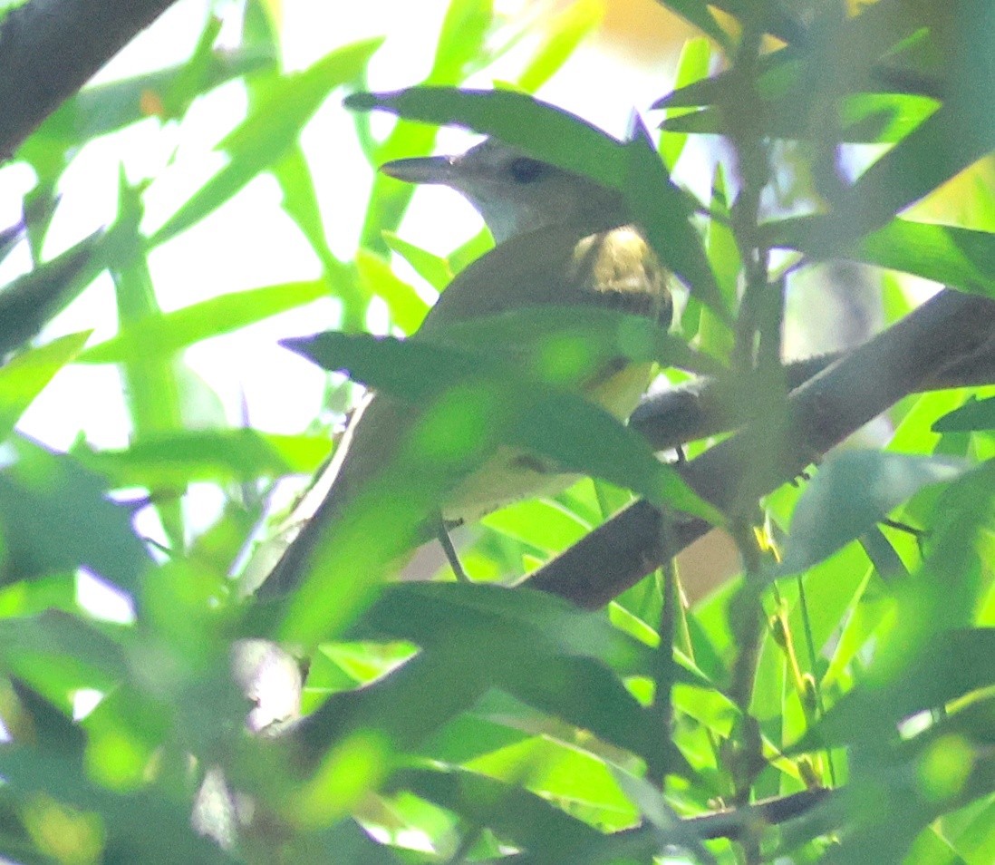 Yellow-green Vireo - ML642313805