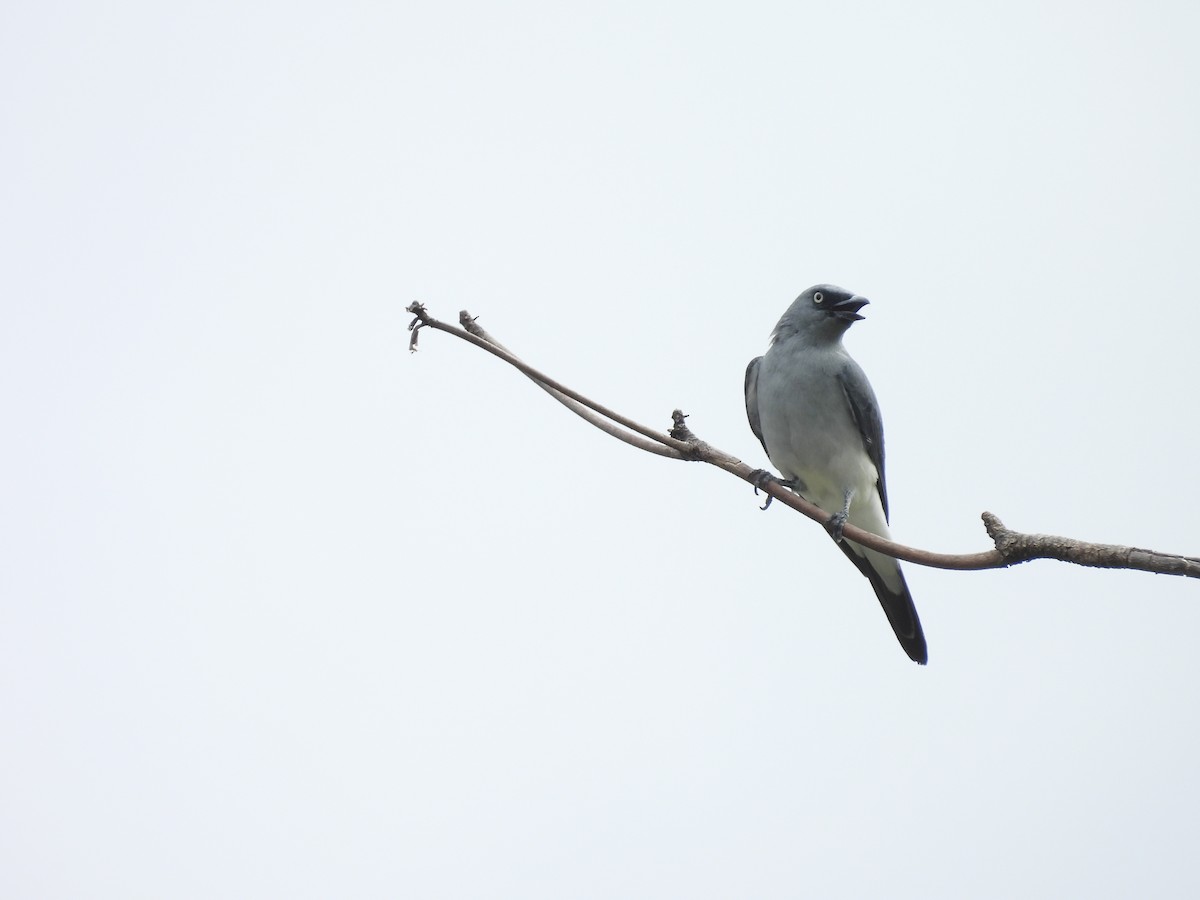 White-rumped Cuckooshrike - ML642313844