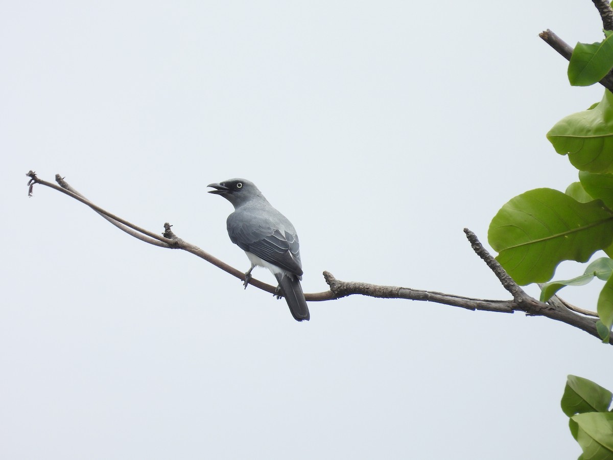 White-rumped Cuckooshrike - ML642313845