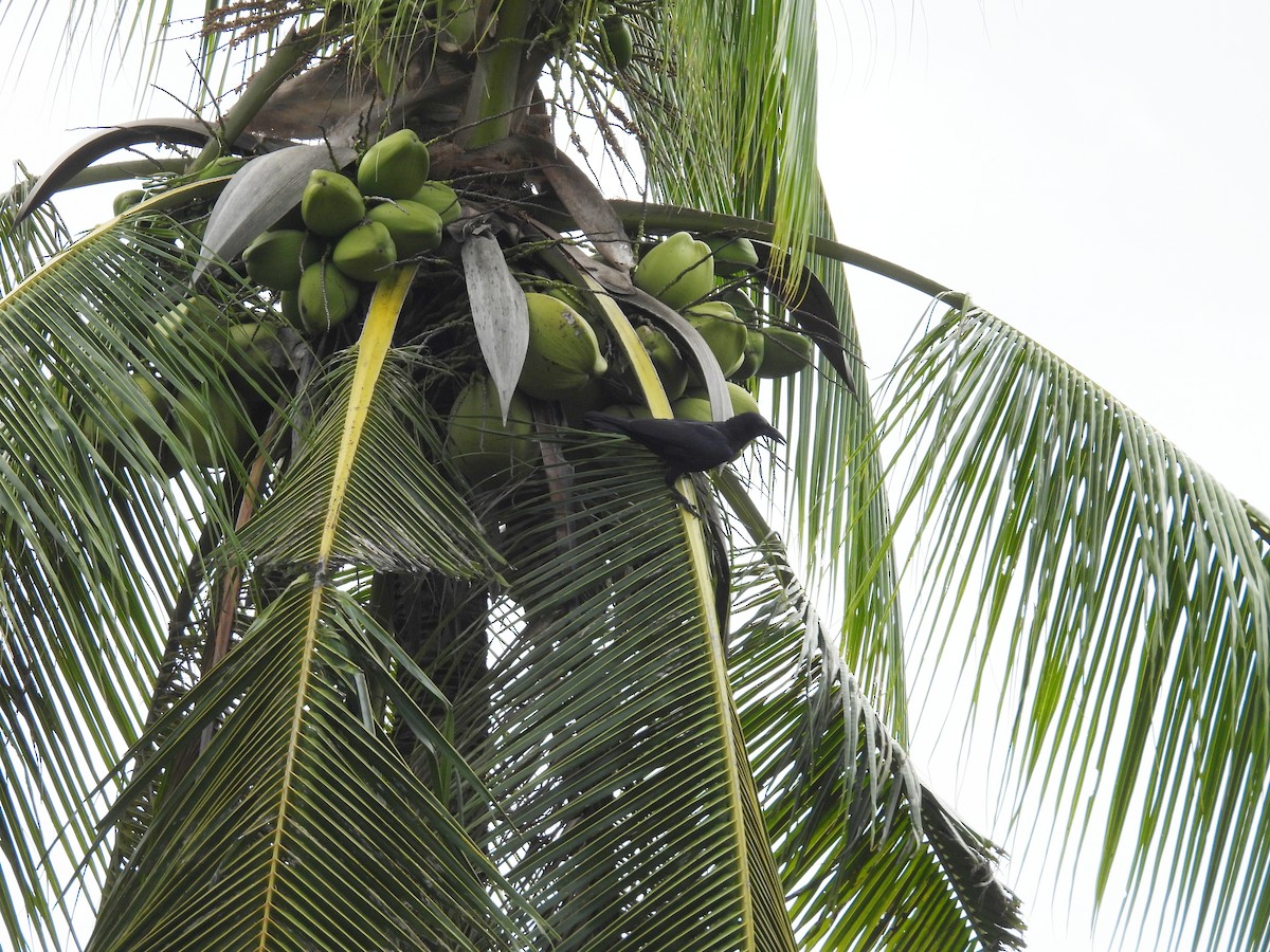 Sulawesi Crow - ML642313853