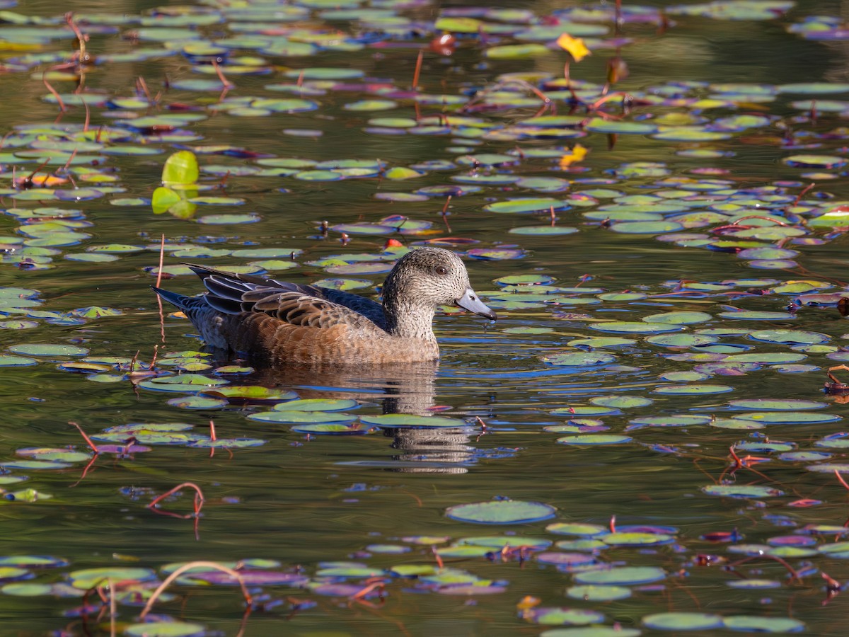 American Wigeon - ML642313858