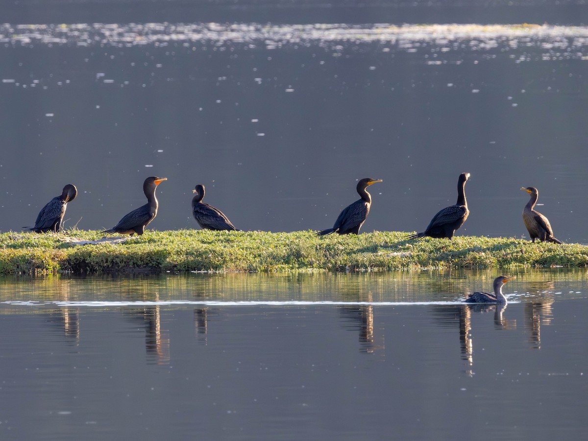 Double-crested Cormorant - ML642313866