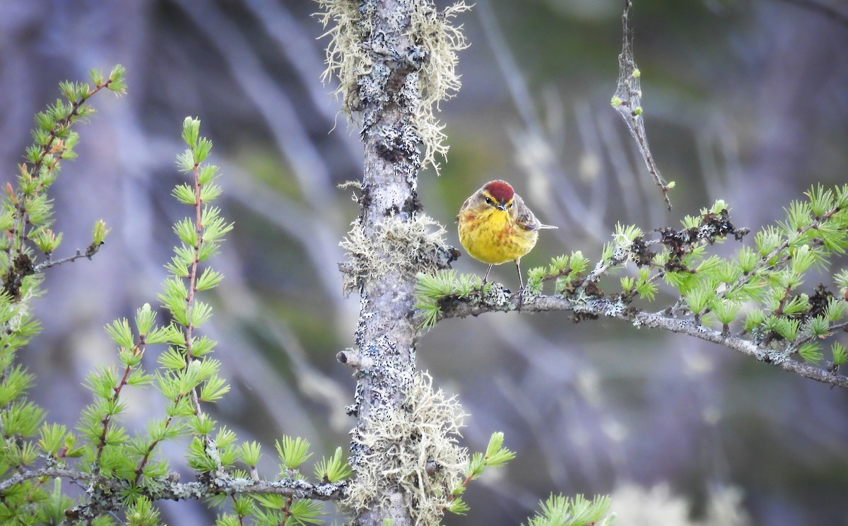 Palm Warbler (Yellow) - ML642313903
