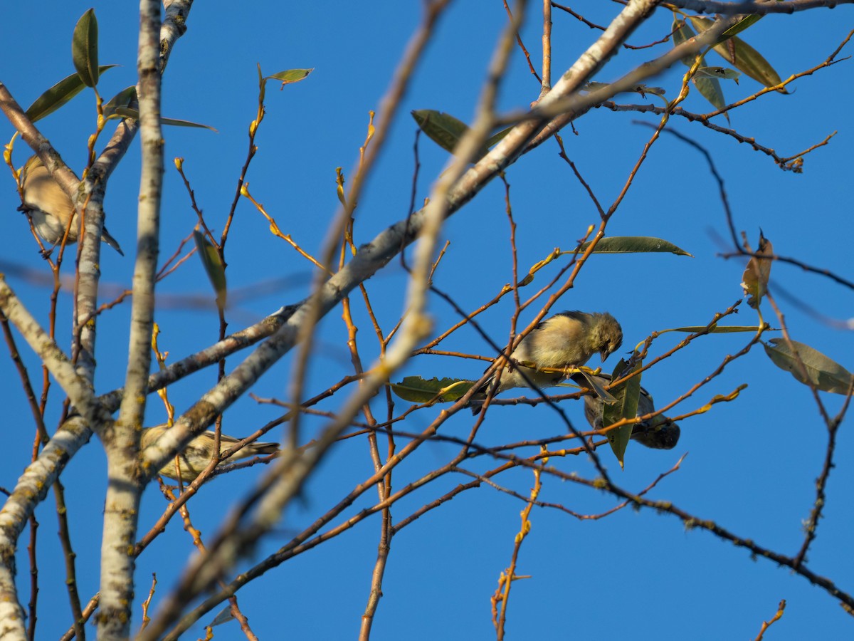 American Goldfinch - ML642313909