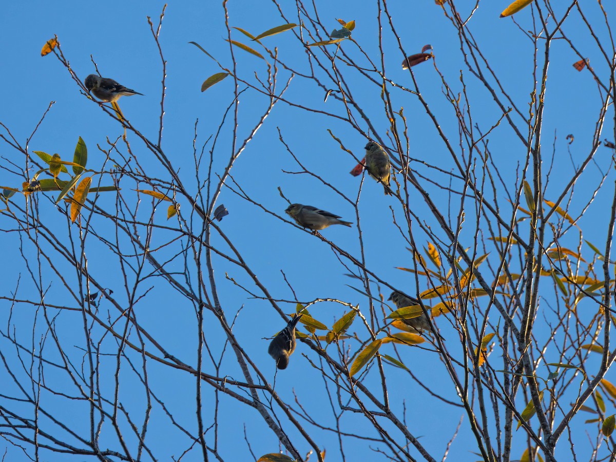 American Goldfinch - ML642313910