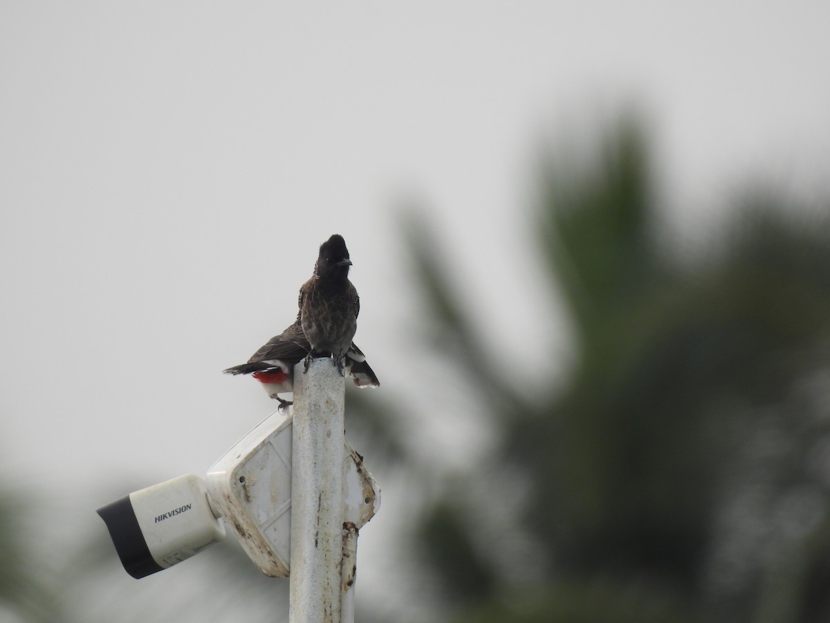 Red-vented Bulbul - ML642313930