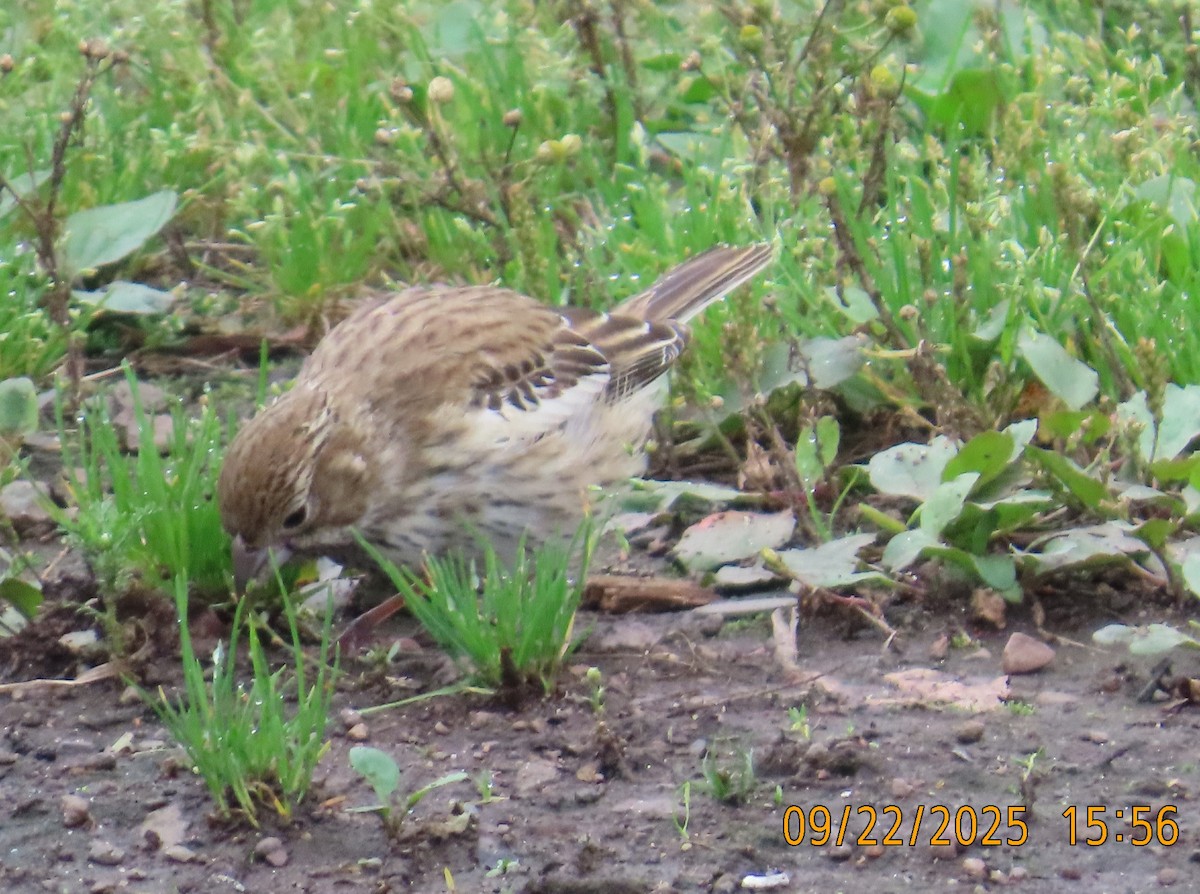 Lark Bunting - ML642313944