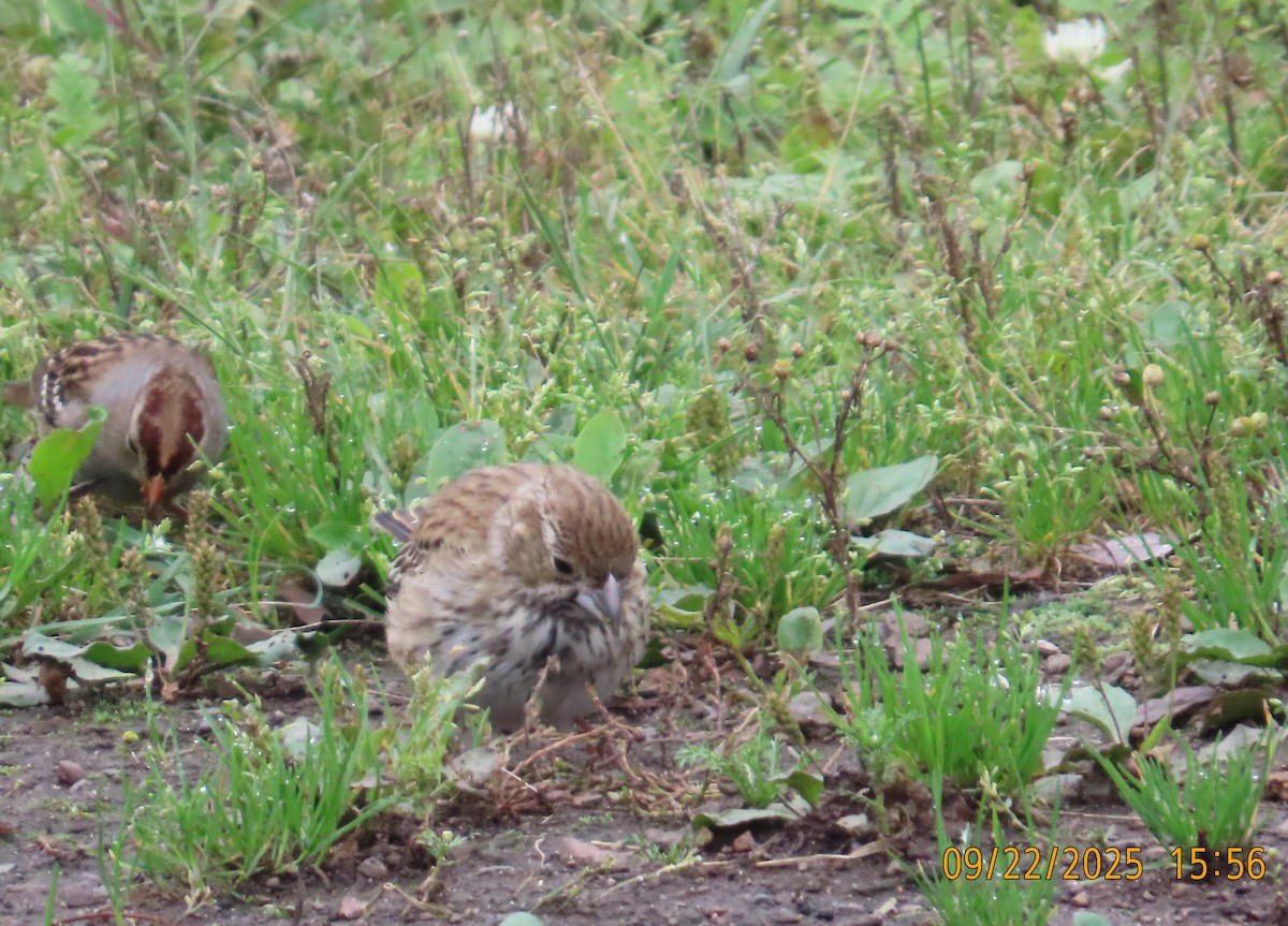 Lark Bunting - ML642313951