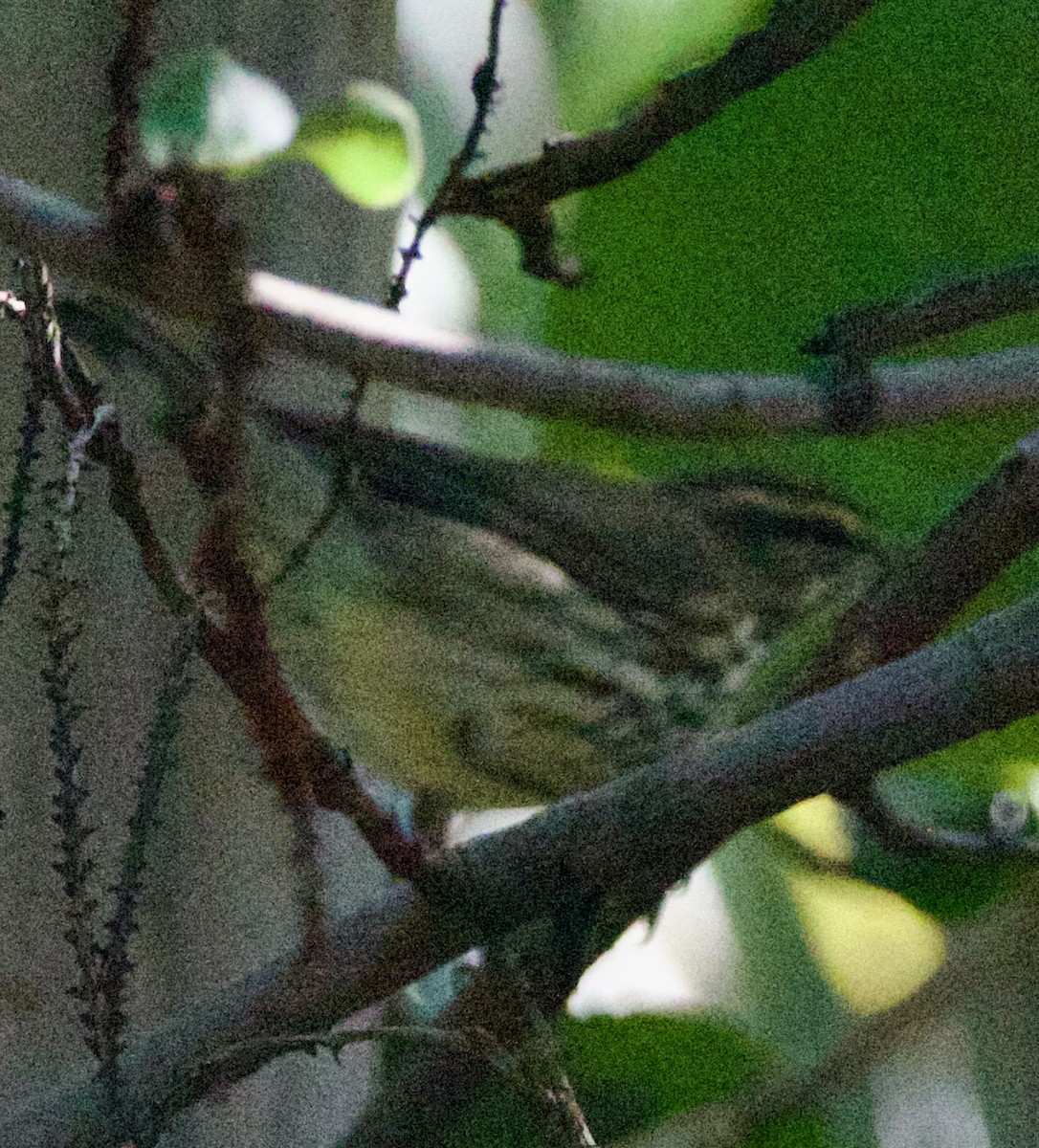 Northern Waterthrush - ML642313952