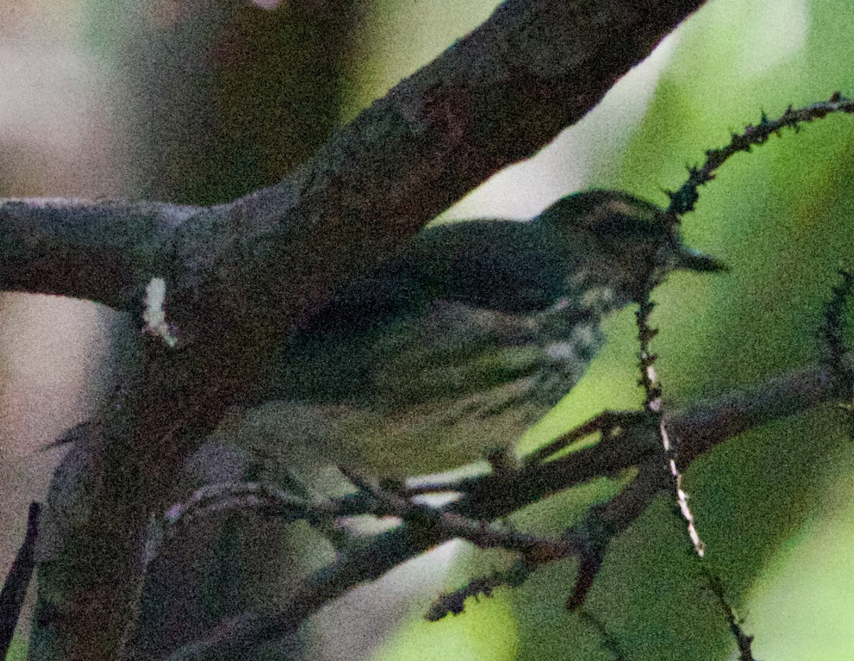 Northern Waterthrush - ML642313953