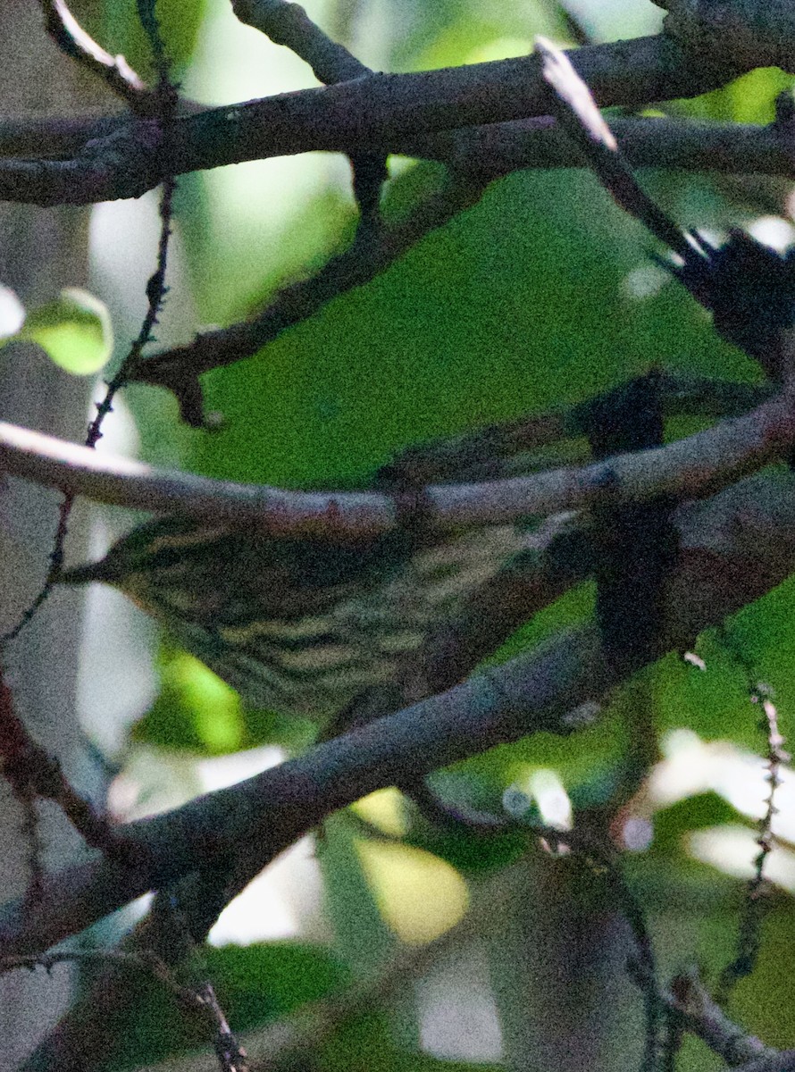 Northern Waterthrush - ML642313954