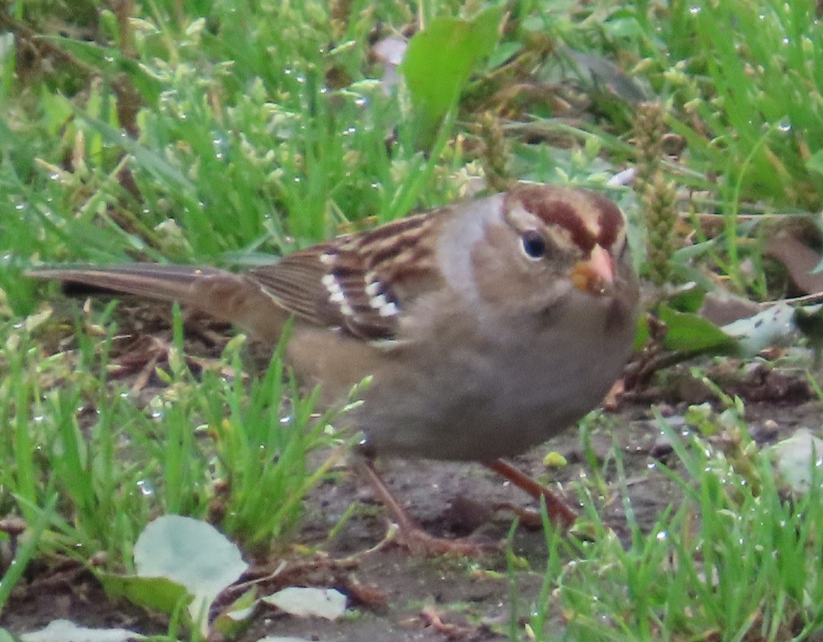 White-crowned Sparrow - ML642313958