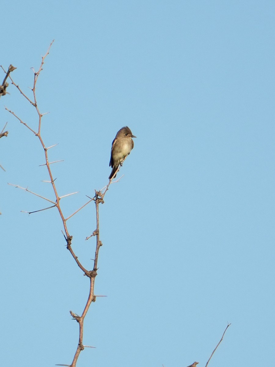 Western Wood-Pewee - ML642313965