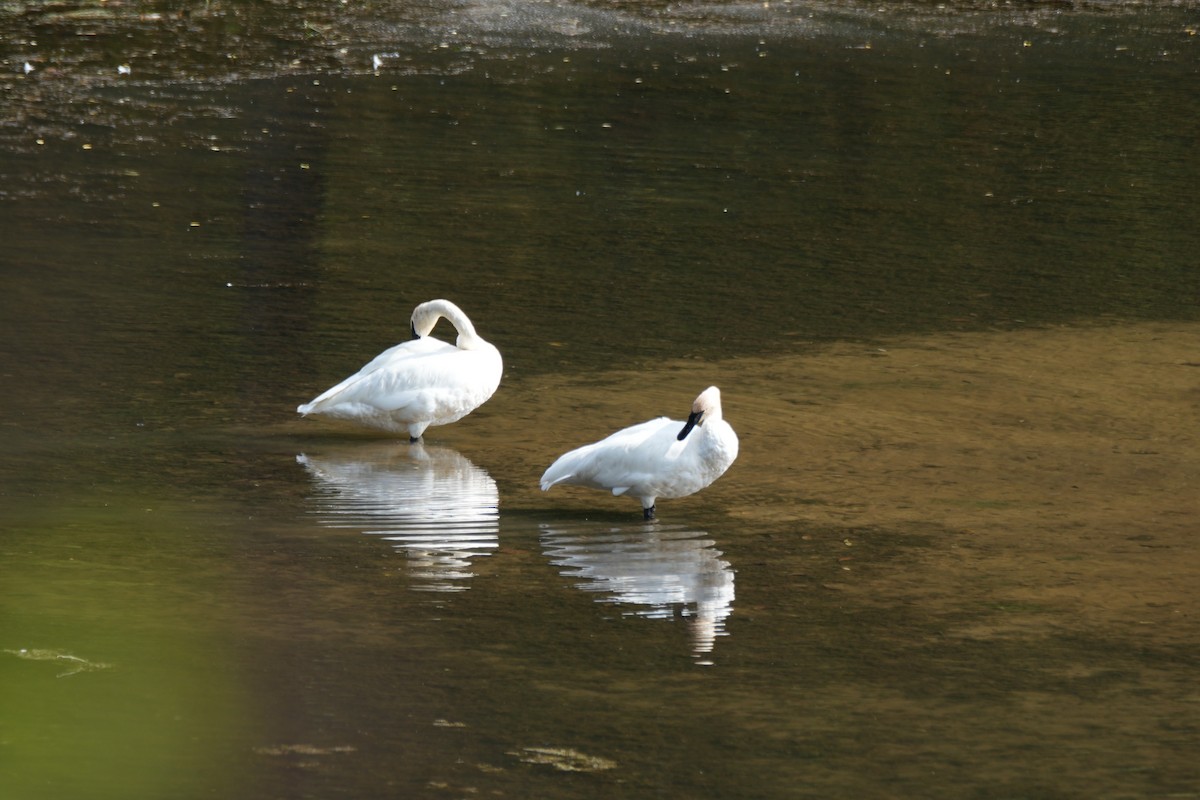 Trumpeter Swan - ML642313976