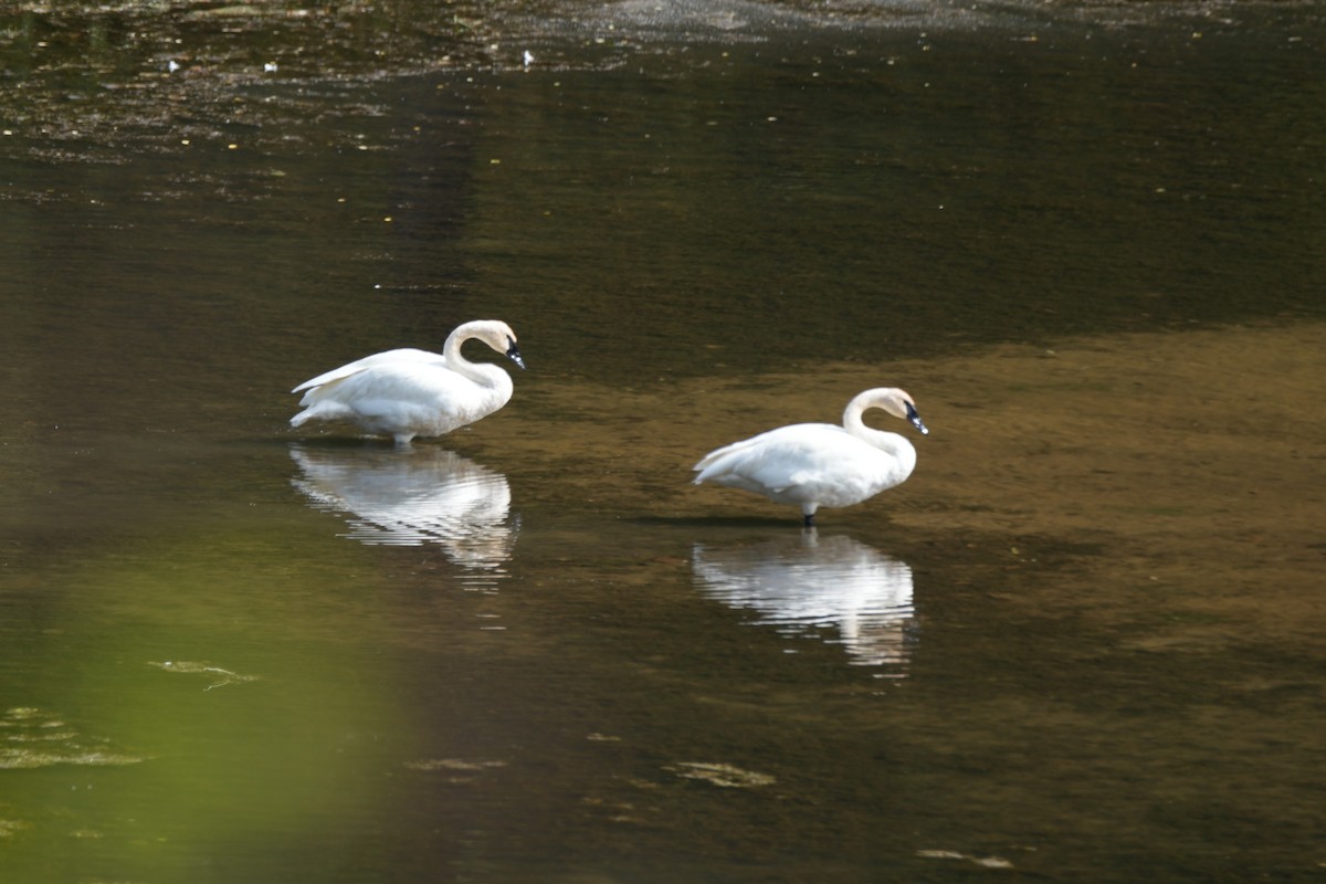 Trumpeter Swan - ML642313977