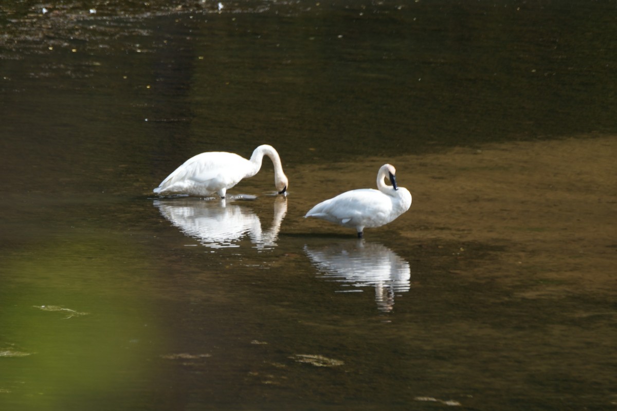 Trumpeter Swan - ML642313978