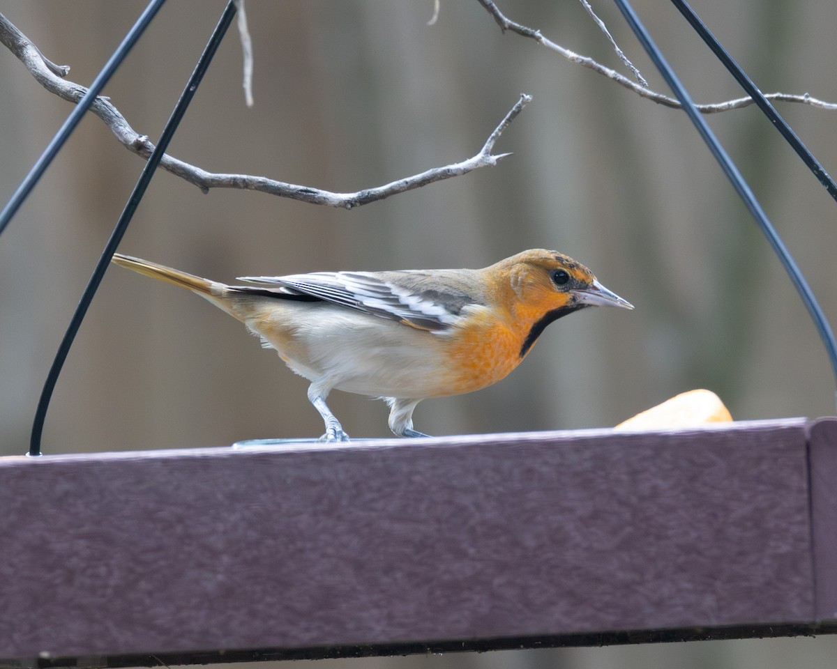 Bullock's Oriole - ML642313982