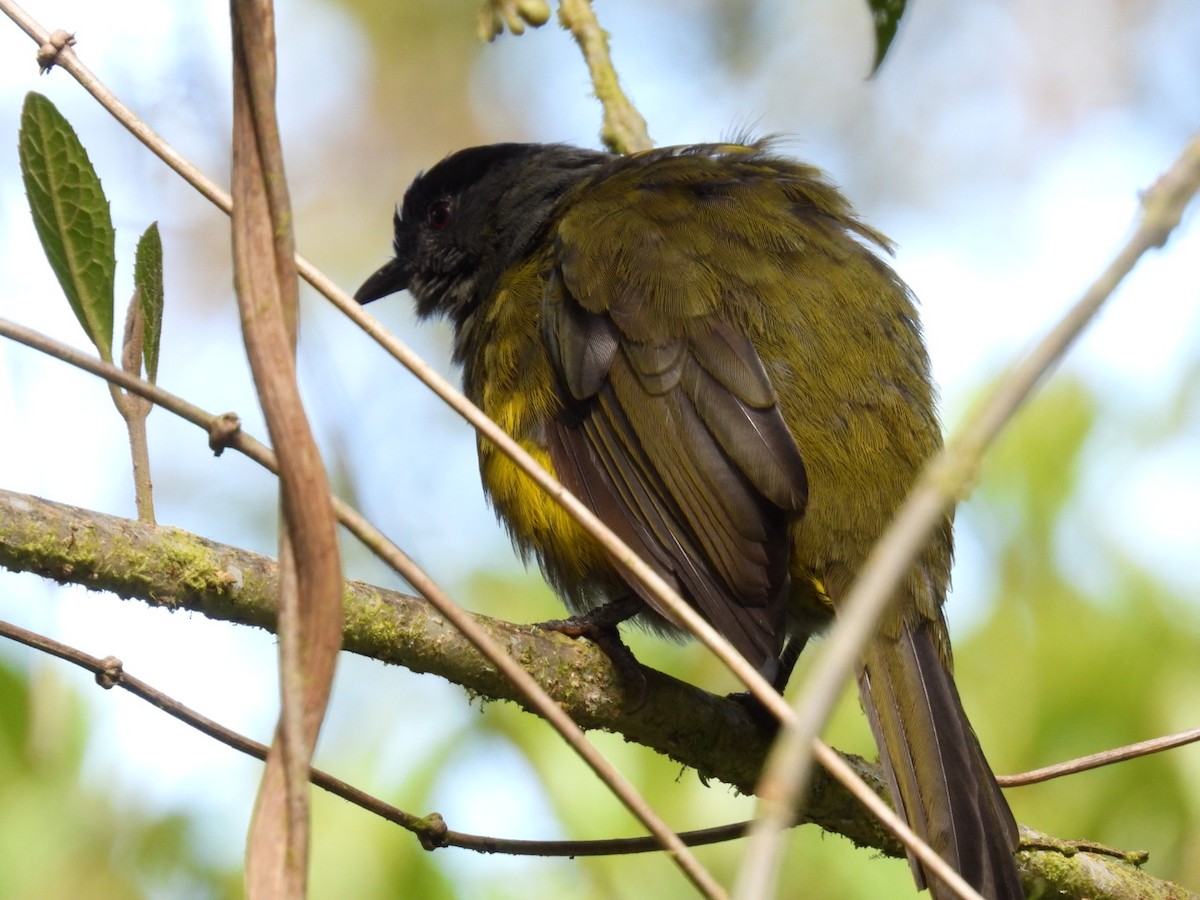 Black-and-yellow Silky-flycatcher - ML642314008
