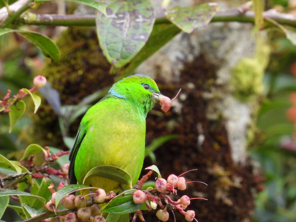 Golden-browed Chlorophonia - ML642314020
