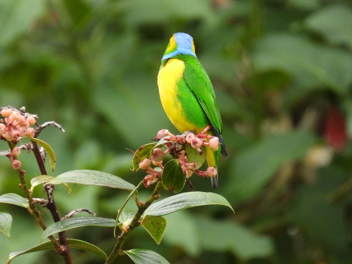 Golden-browed Chlorophonia - ML642314022