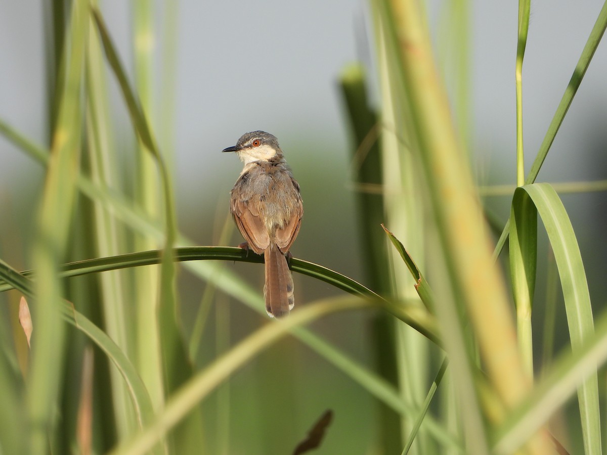 Ashy Prinia - ML642314040