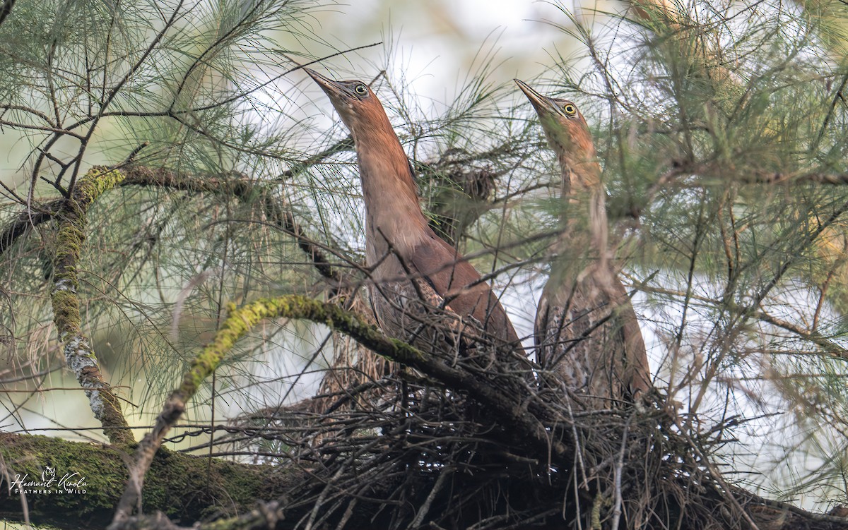 Malayan Night Heron - ML642314041