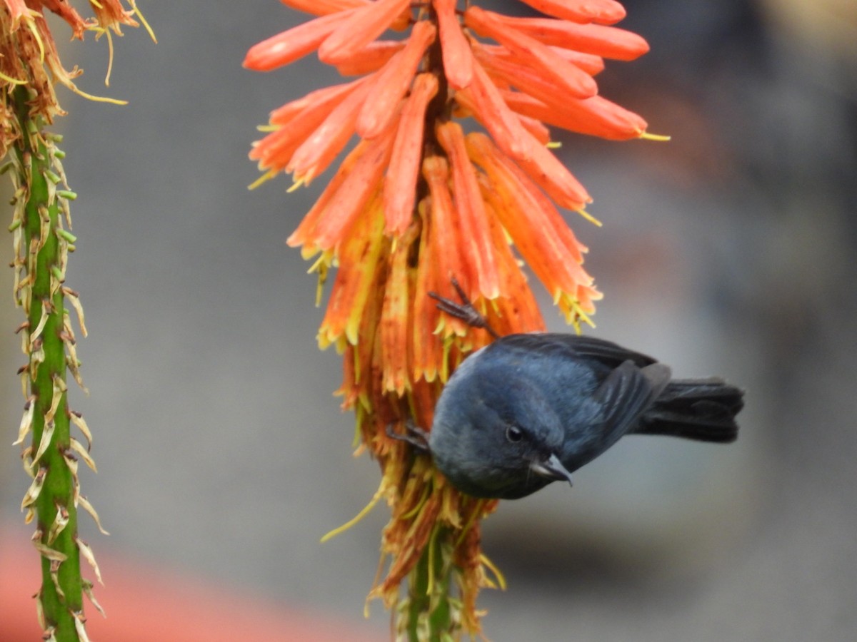 Slaty Flowerpiercer - ML642314042
