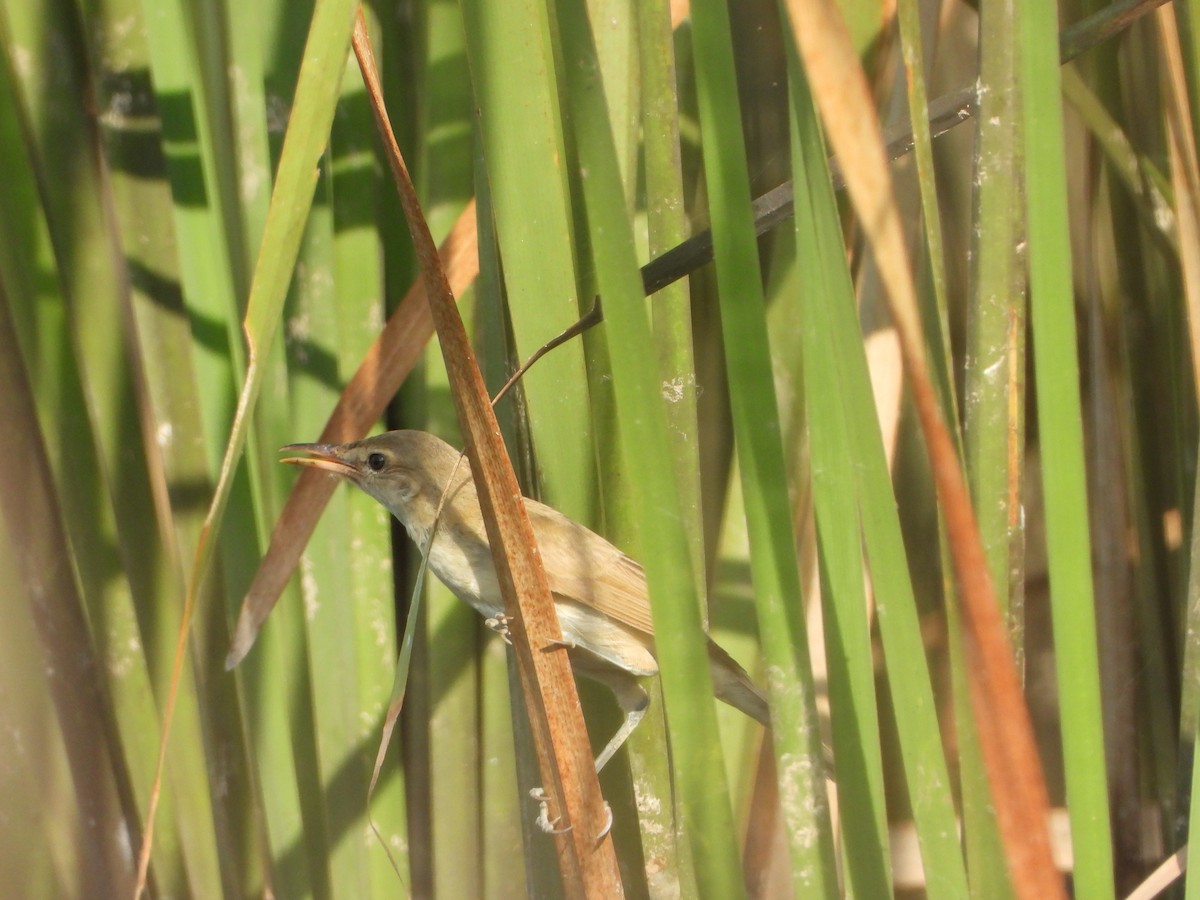Clamorous Reed Warbler - ML642314044