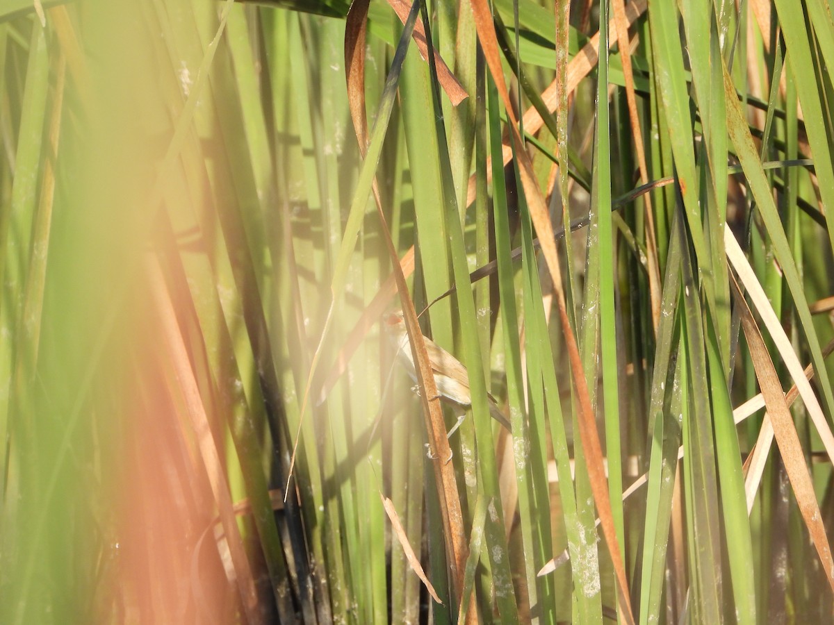 Clamorous Reed Warbler - ML642314045
