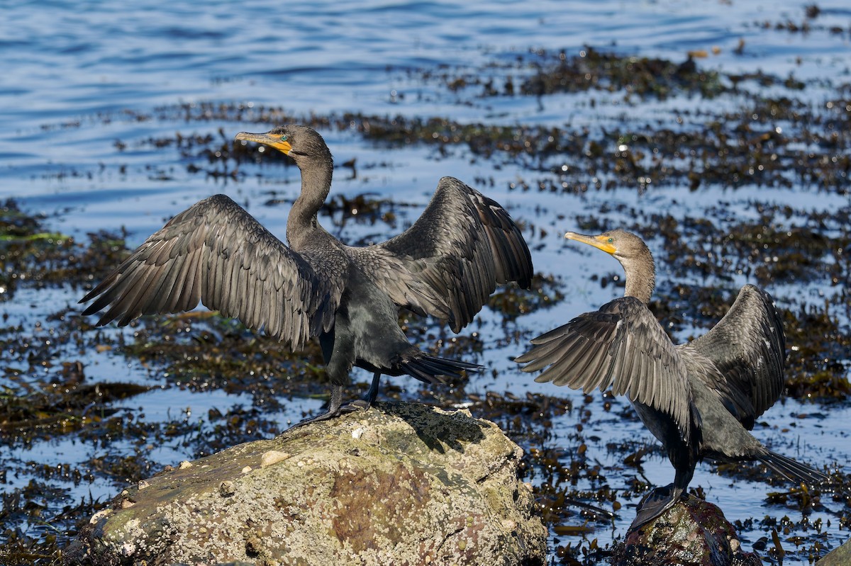 Double-crested Cormorant - ML642314048