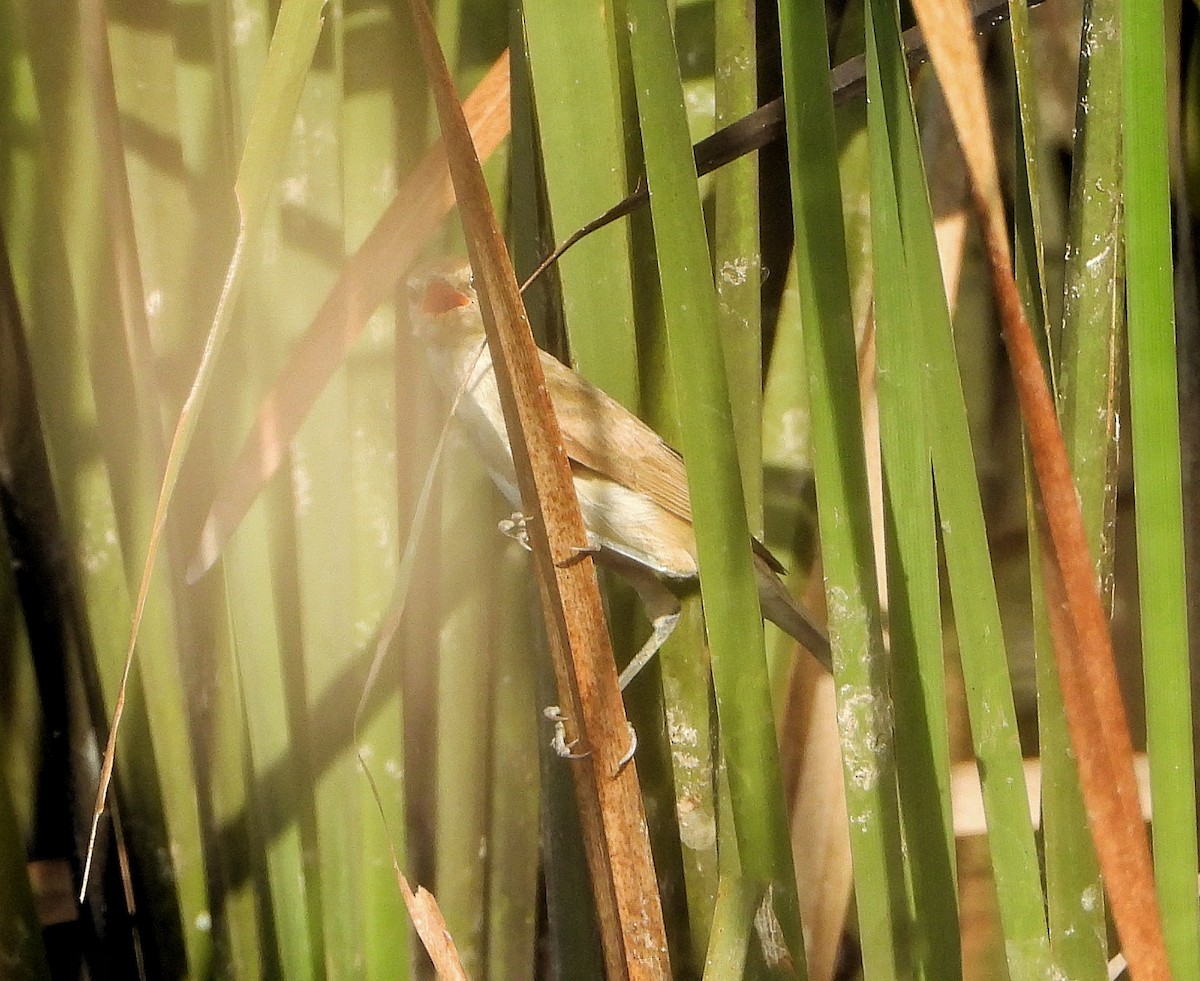 Clamorous Reed Warbler - ML642314051