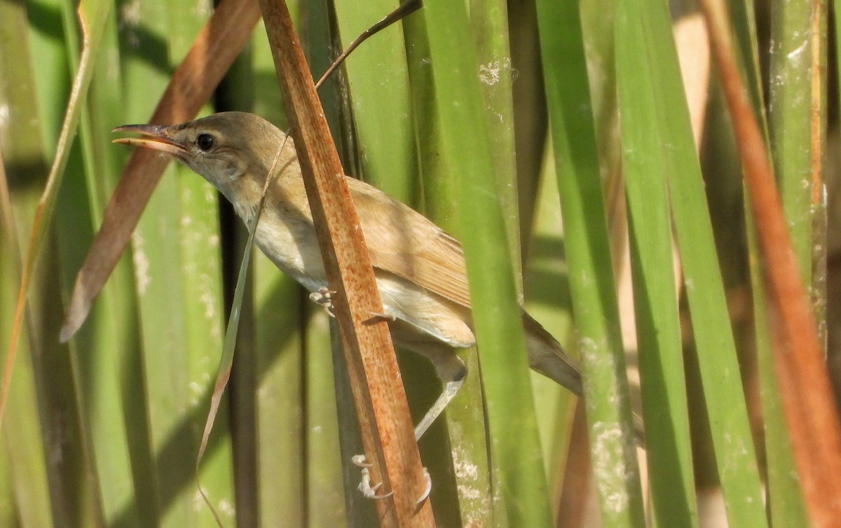 Clamorous Reed Warbler - ML642314052