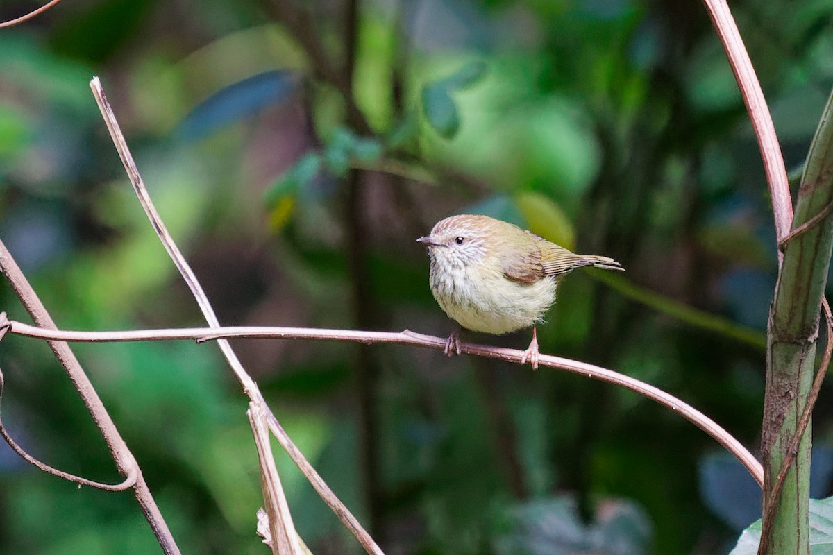 Striated Thornbill - ML642314083
