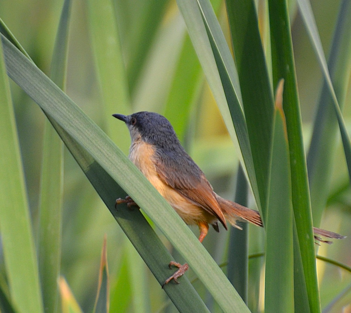 Ashy Prinia - ML642314084