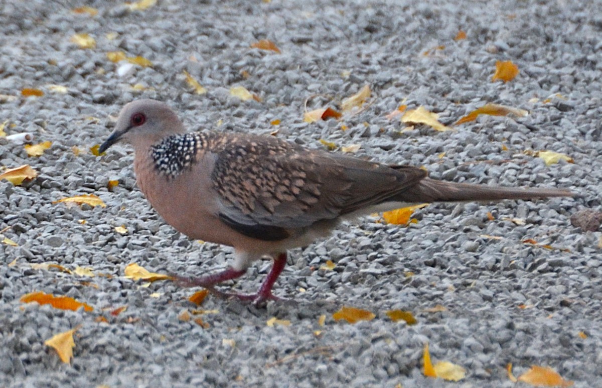 Spotted Dove - ML642314085