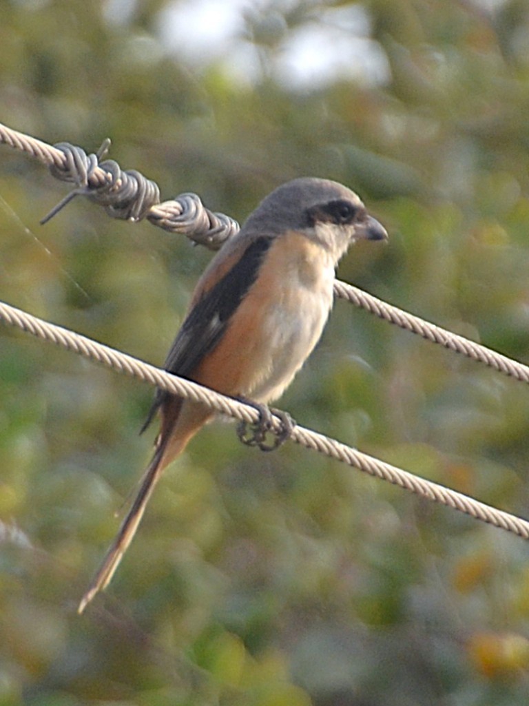 Long-tailed Shrike - ML642314095