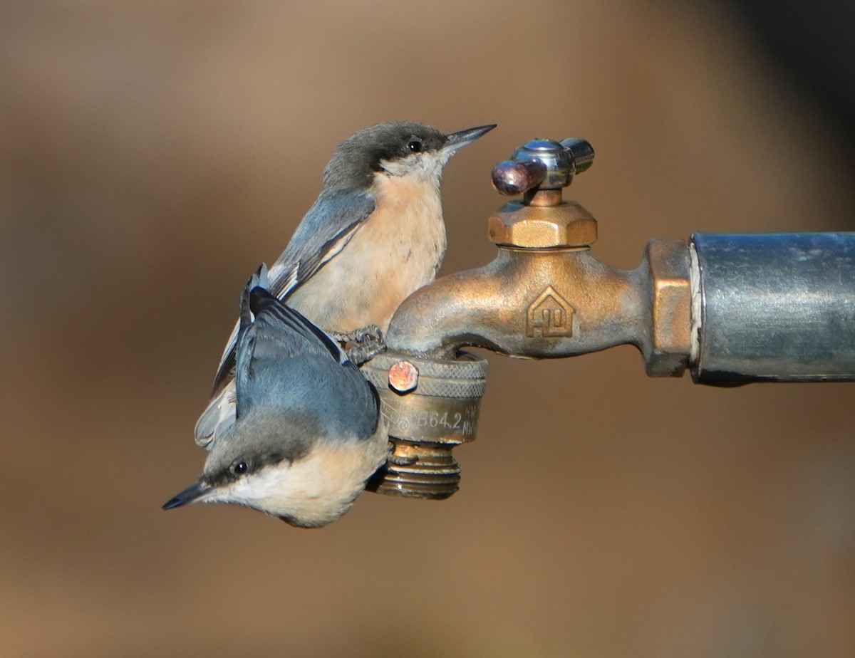 Pygmy Nuthatch - ML642314099