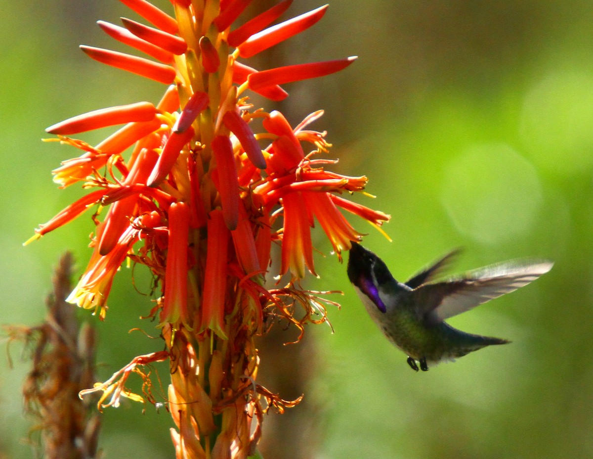 Costa's Hummingbird - Jason Duxbury