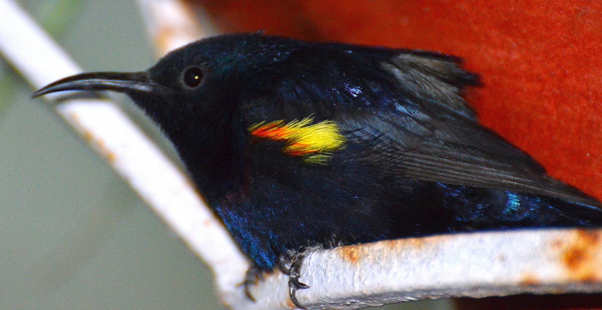 Purple Sunbird - ML642314119