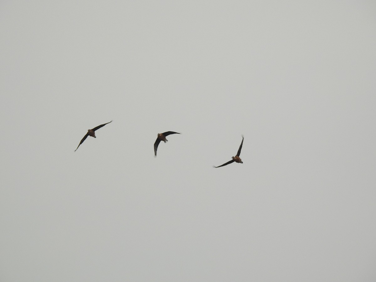 Fulvous Whistling-Duck - ML642314123