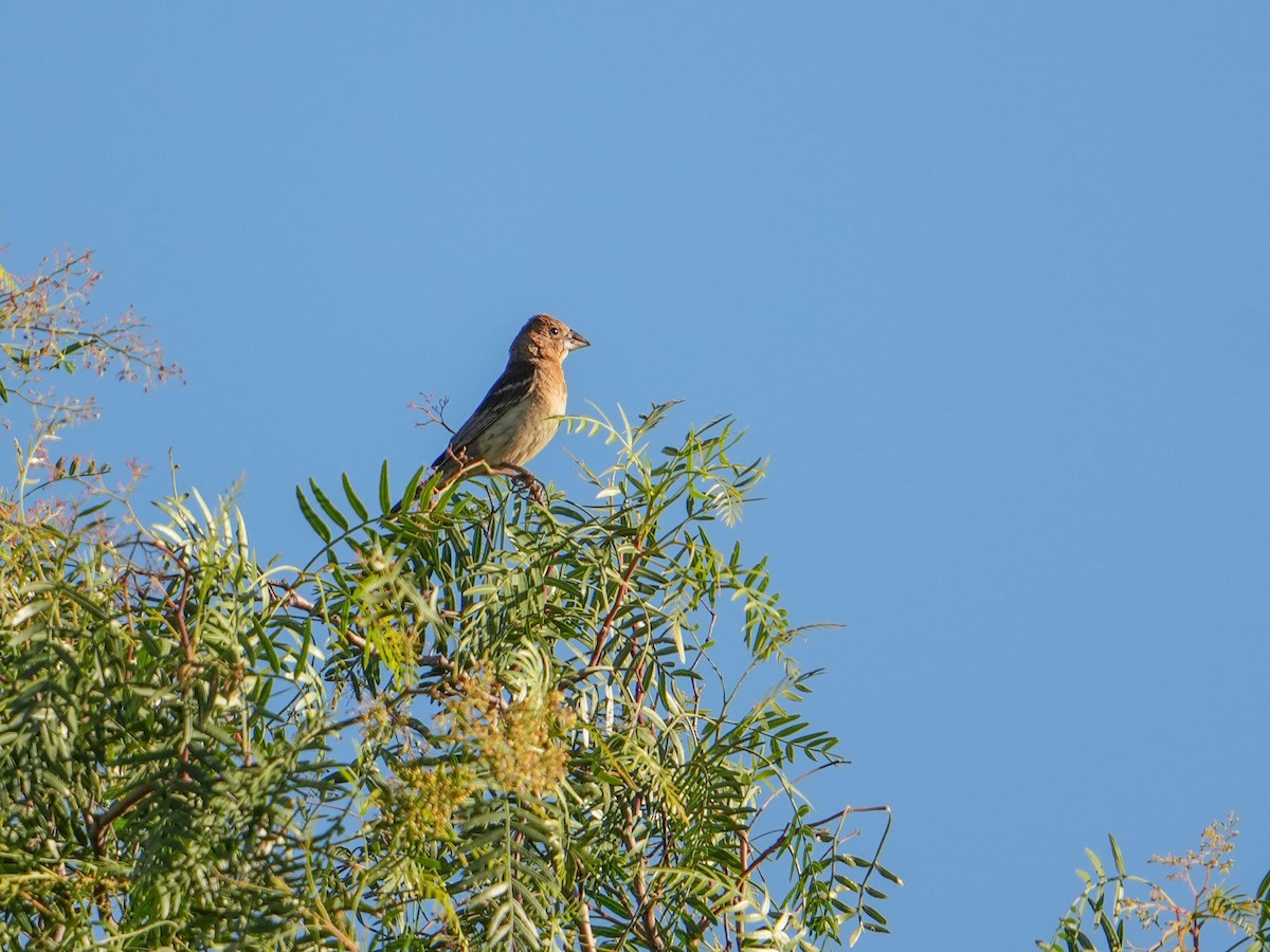 Blue Grosbeak - ML642314152