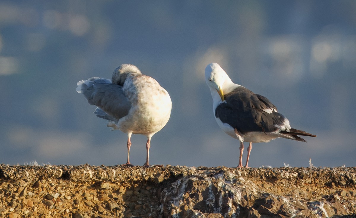 Goéland à ailes grises - ML642314171