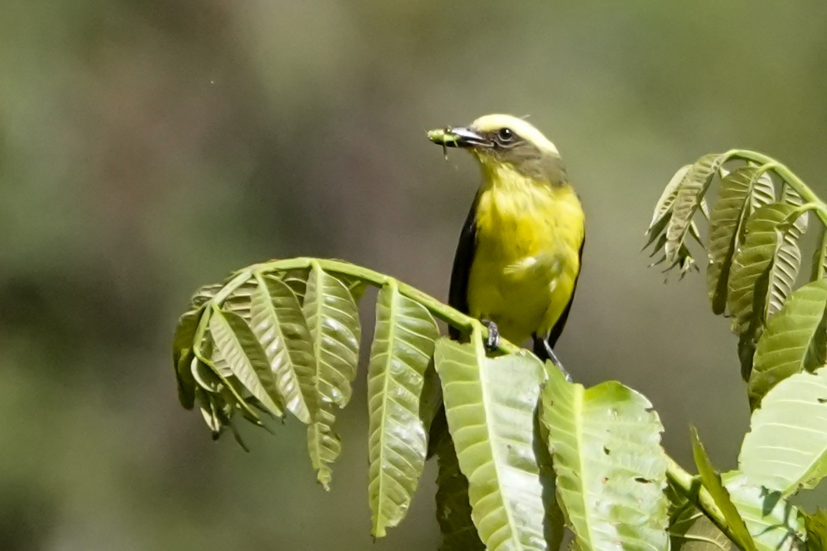 Lemon-browed Flycatcher - ML642314182